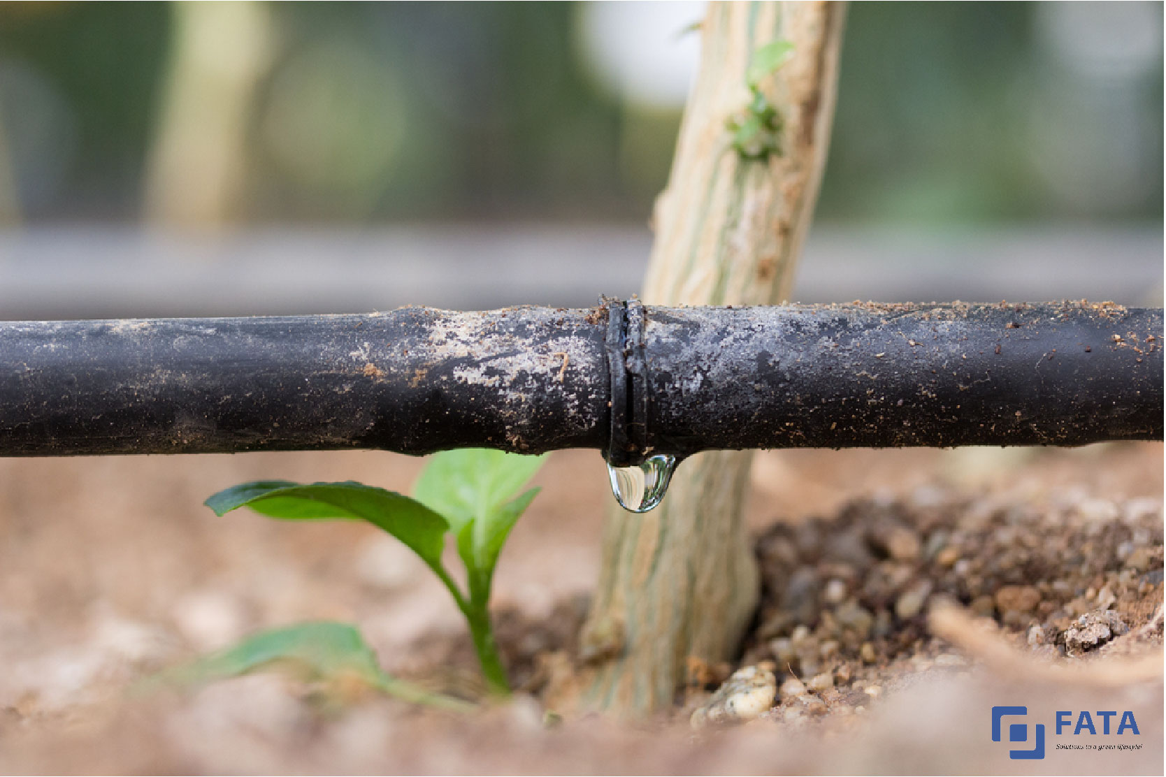 Tưới nhỏ giọt tại gốc cây giúp tiết kiệm chi phí và nguồn tài nguyên nước hiệu quả.